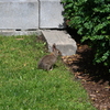Wild Rabbit(野ウサギ)