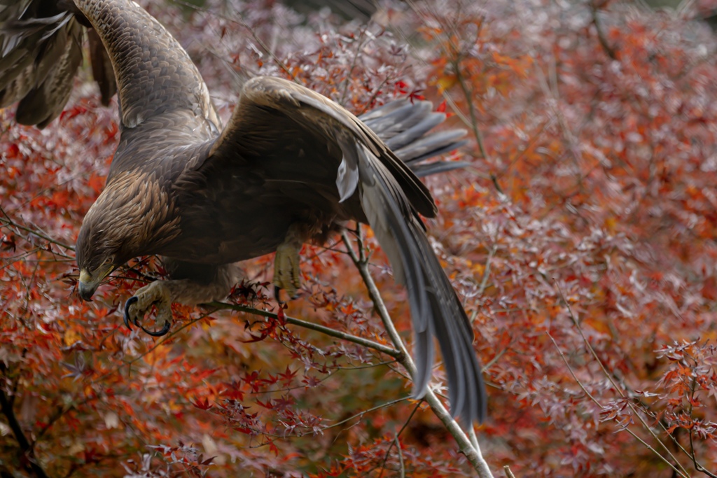 紅葉と鷲
