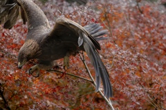 紅葉と鷲