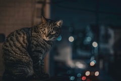 キラキラとネコ