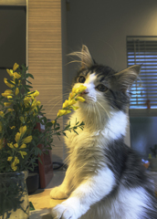 団子より花