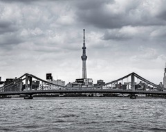 隅田の骨格
