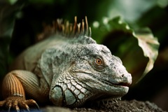 古代の眼差し