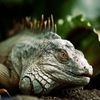 古代の眼差し