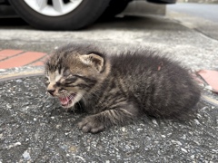 出会い。