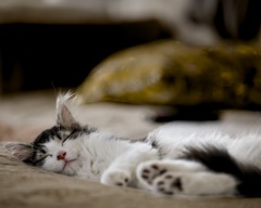 Golden Slumber