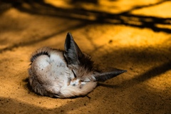 砂漠に眠る小さな夢