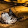 砂漠に眠る小さな夢