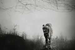 Silent Stoker