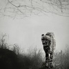 Silent Stoker