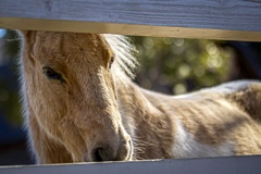 Pony