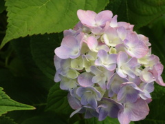 DSC00738