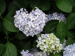 DSC00735