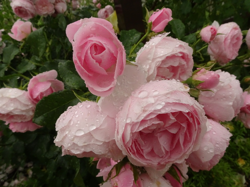 DSC00685