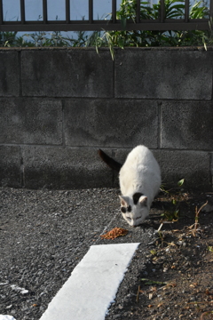 食事中