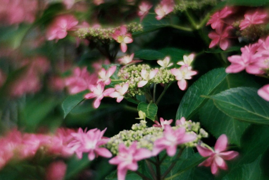 これも紫陽花っぽい