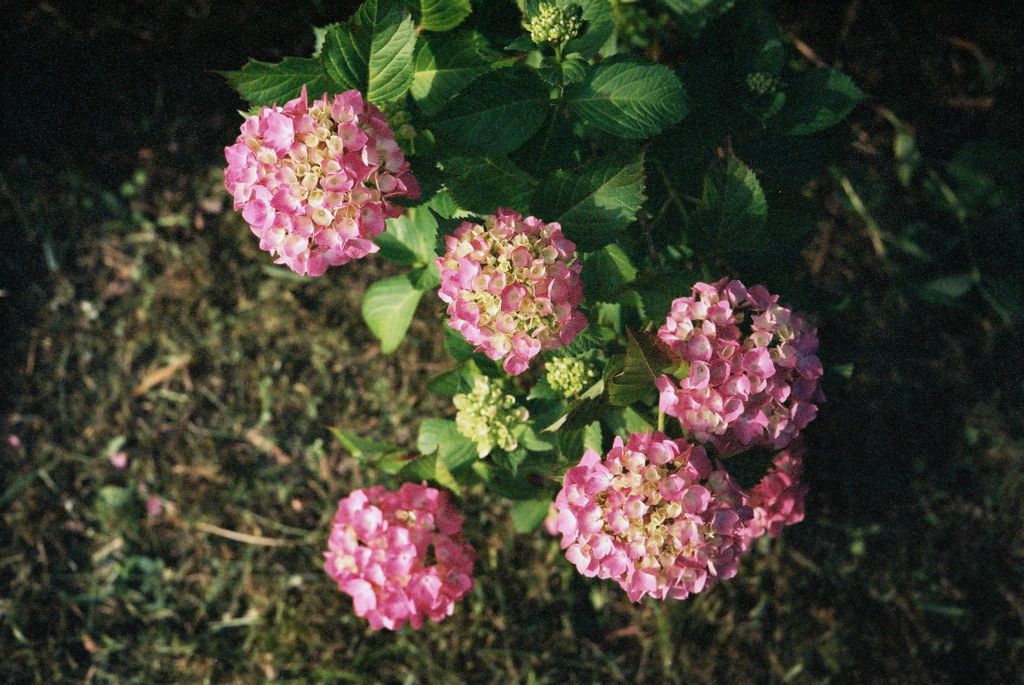 野生の紫陽花