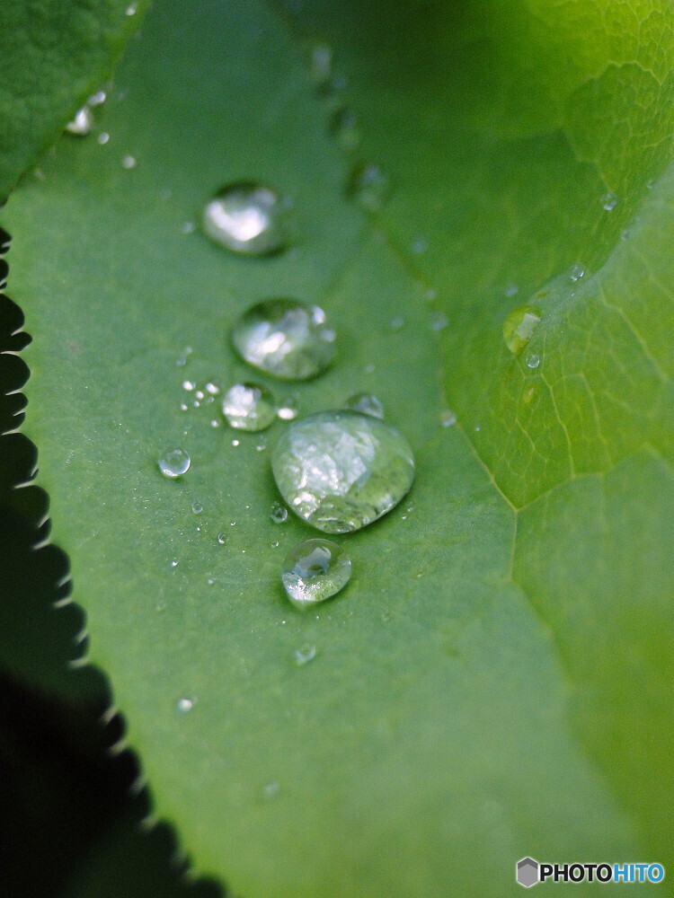 露