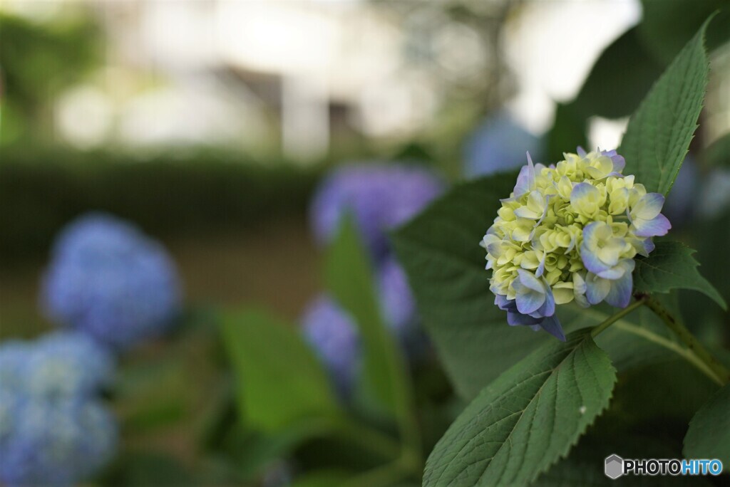 紫陽花、満開までにはまだちょっと。