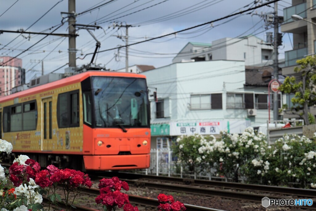 都電荒川線と薔薇
