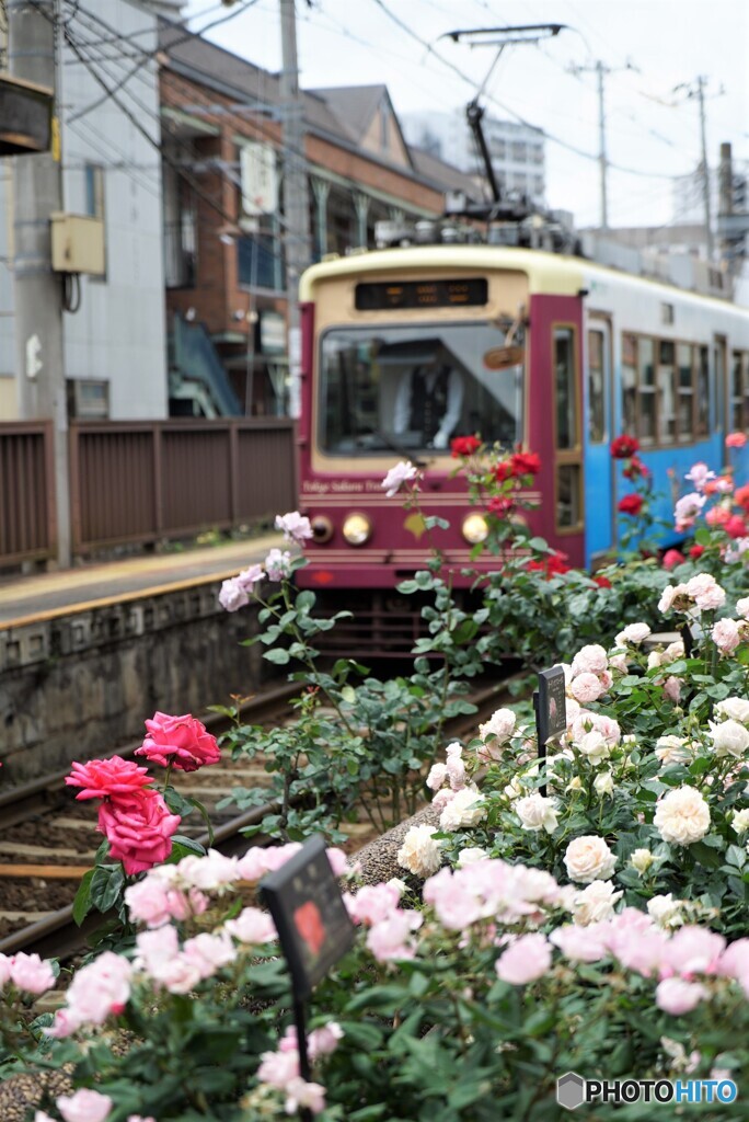 都電荒川線と薔薇
