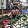 都電荒川線と薔薇