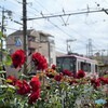 都電荒川線と薔薇