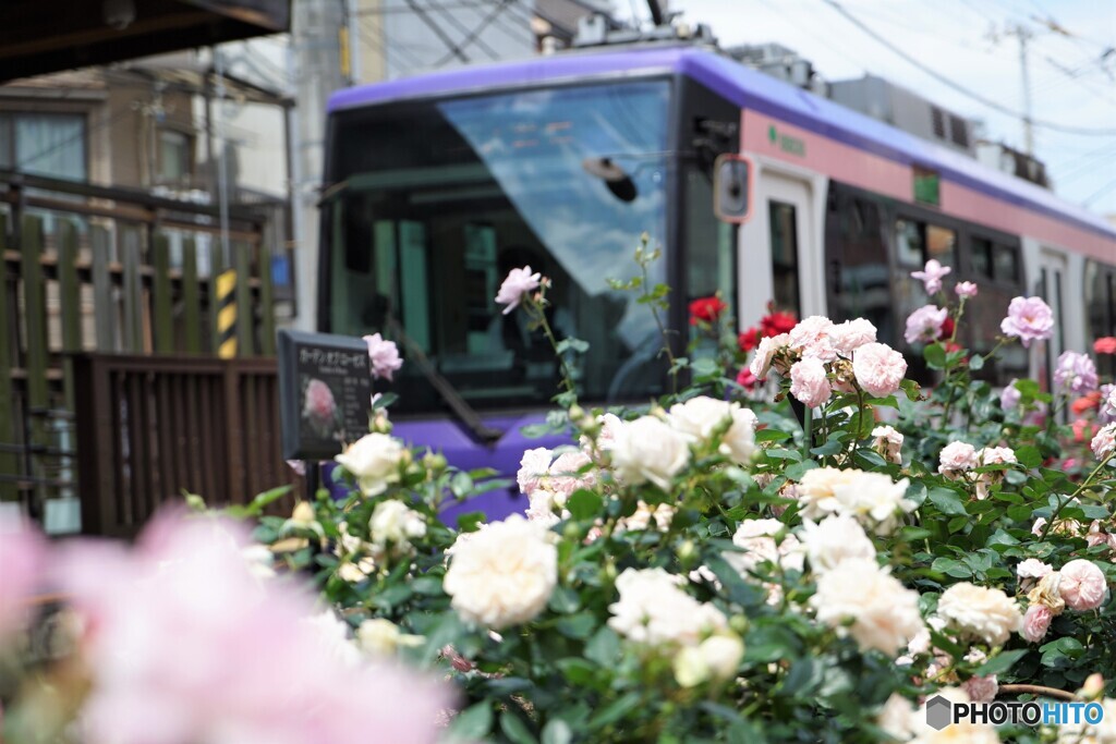 都電荒川線と薔薇