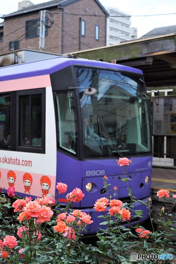 都電荒川線と薔薇