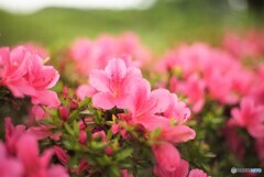 紫陽花撮りに行ったらツツジが咲いていました。