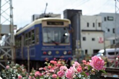 都電荒川線と薔薇