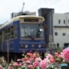 都電荒川線と薔薇