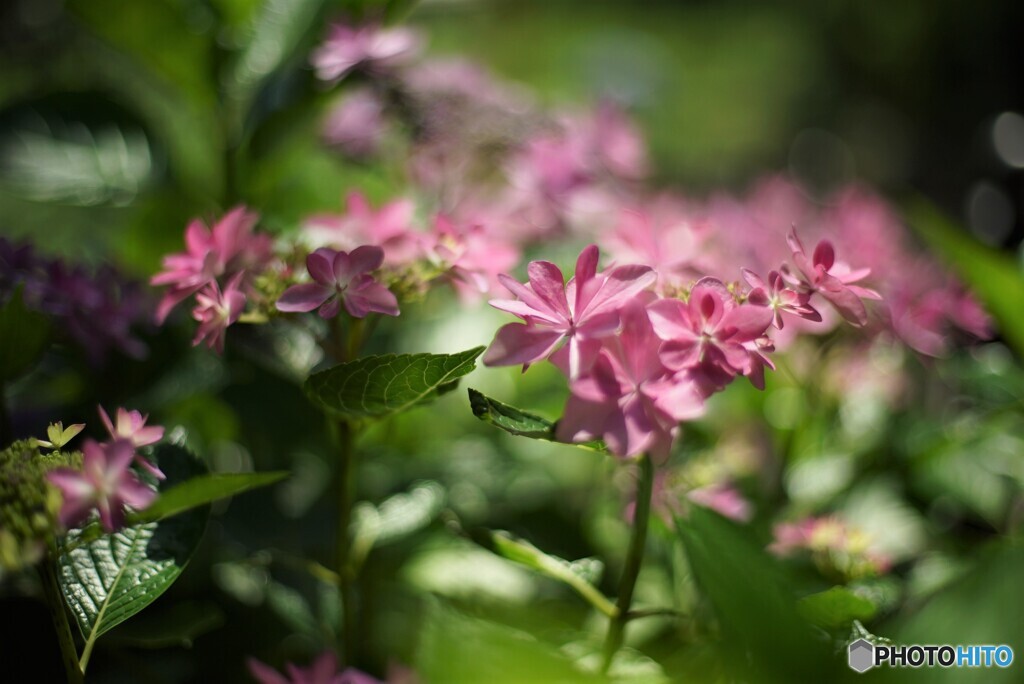 成就院の紫陽花