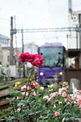 都電荒川線と薔薇