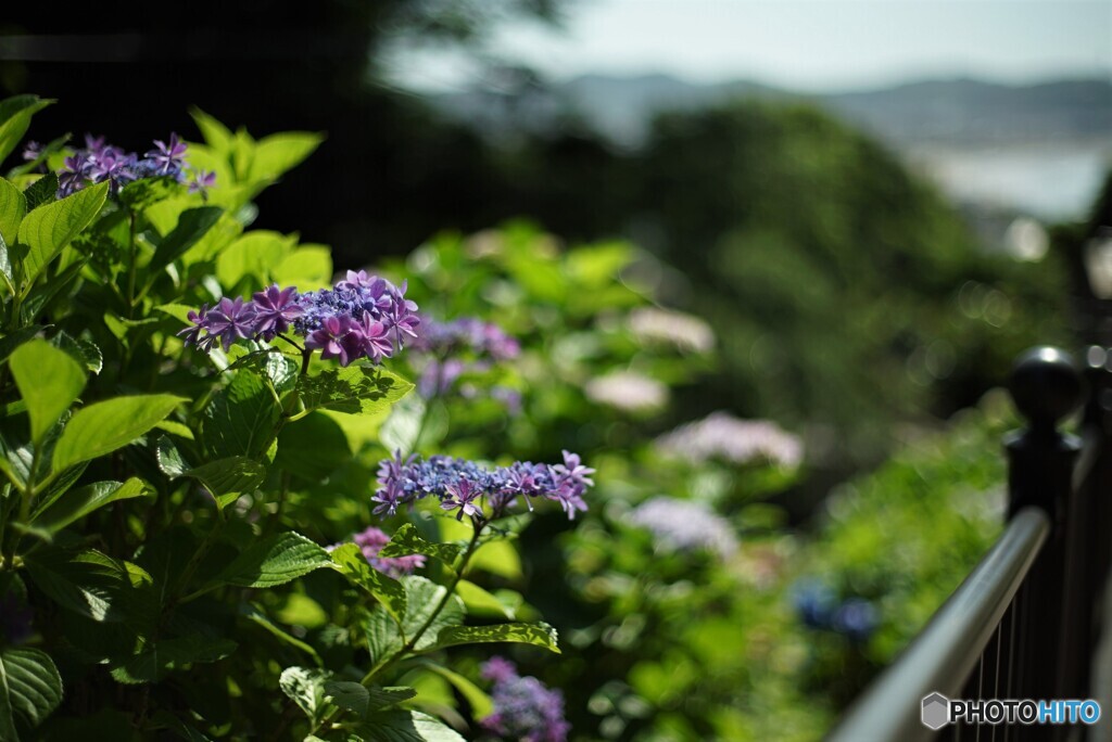 成就院の紫陽花