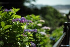 成就院の紫陽花