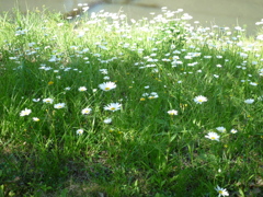 初夏の花