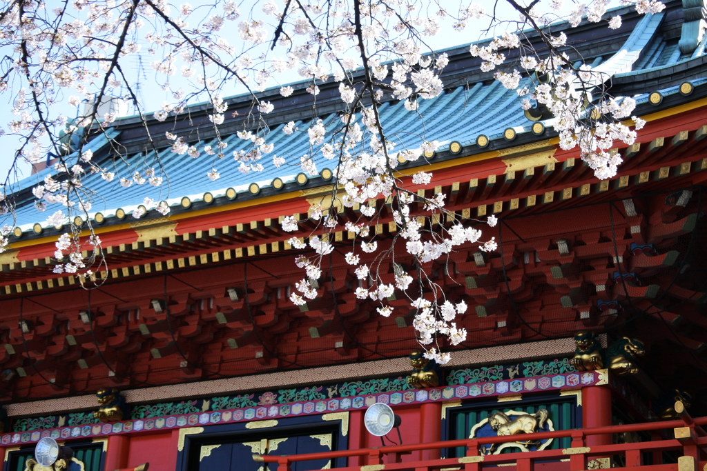 神田明神の桜