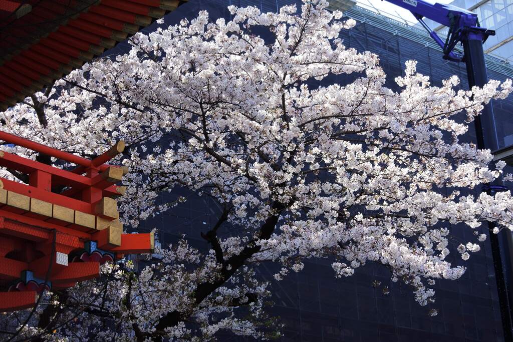 神田明神の桜 その２