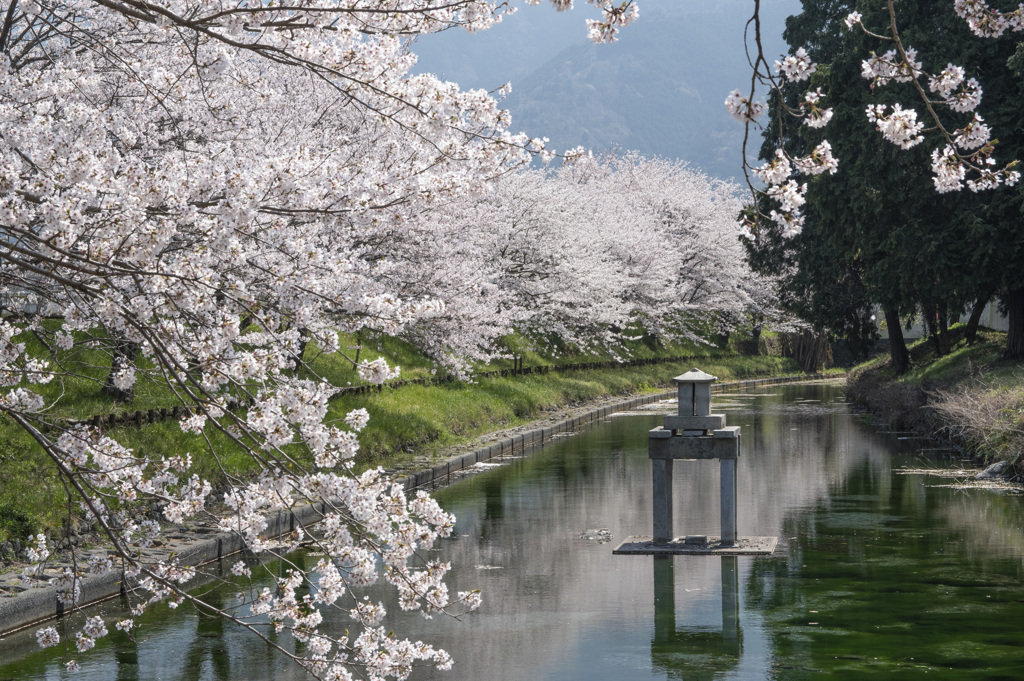 高柳泉公園　桜