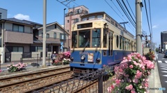 都電バラ号 (期間限定車両) とバラ
