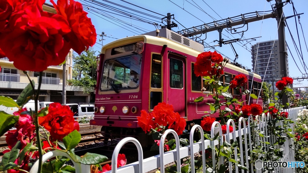 路面電車とバラ