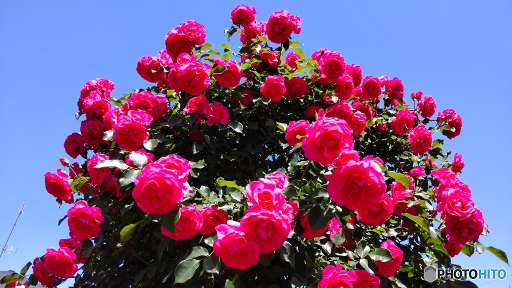 バラ園の薔薇