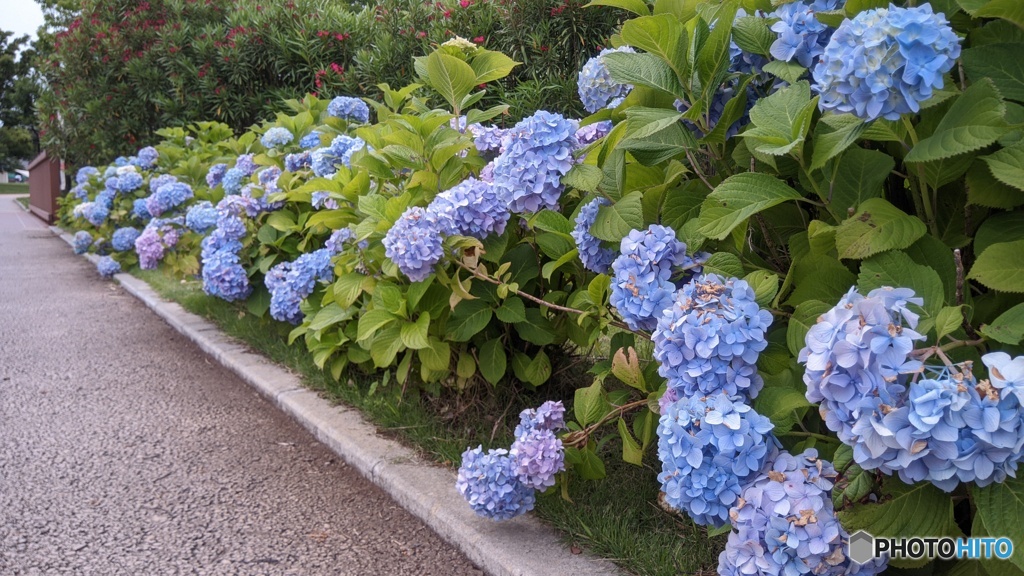 公園に咲いてたアジサイ