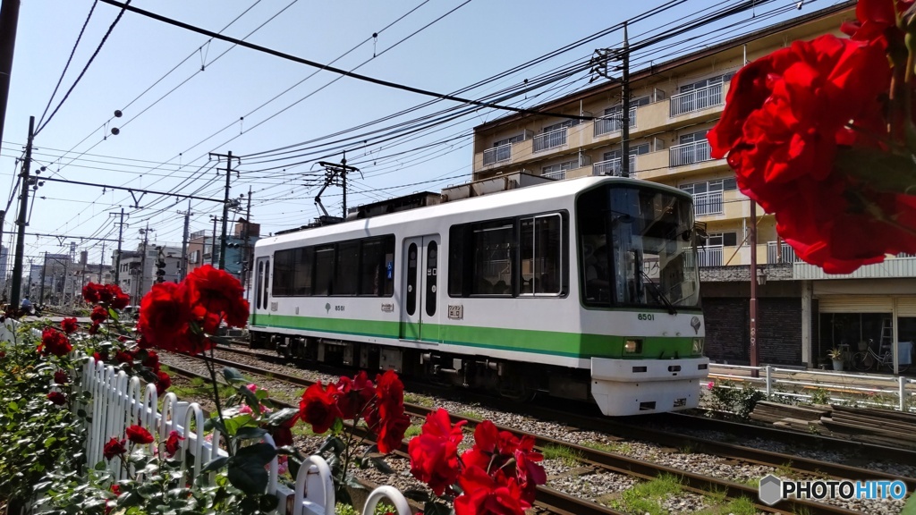 路面電車とバラ