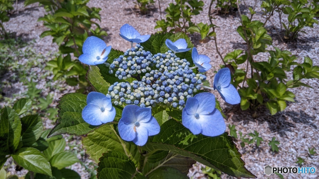 公園の花壇に咲いてたガクアジサイ