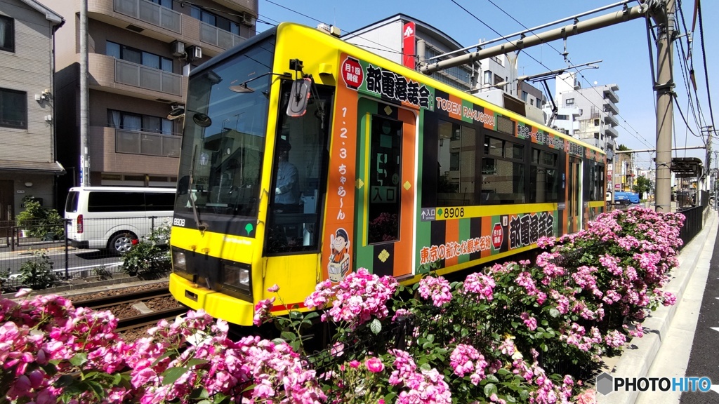 路面電車とバラ