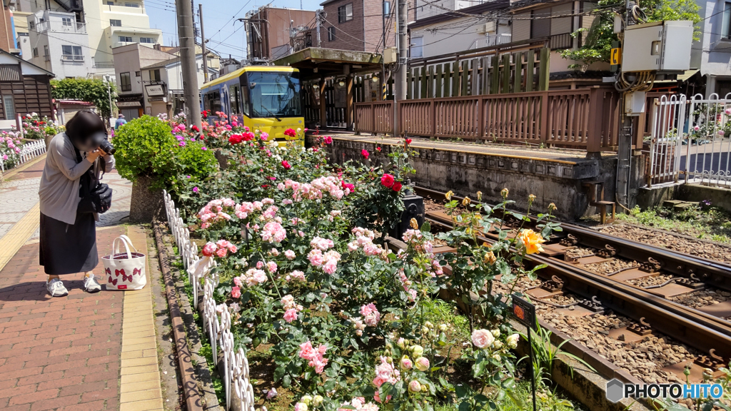 バラを撮る女性