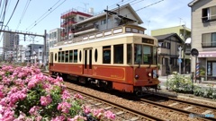 路面電車とバラ