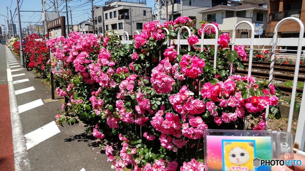 道路沿いのバラ